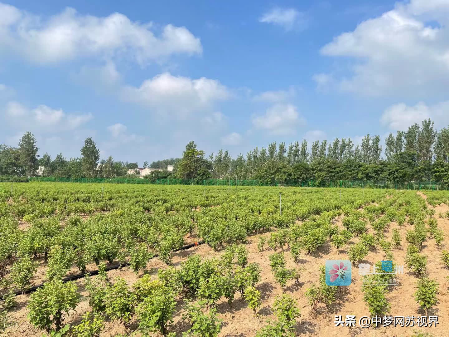 构建全产业链体系 建设“世界中医药之都”