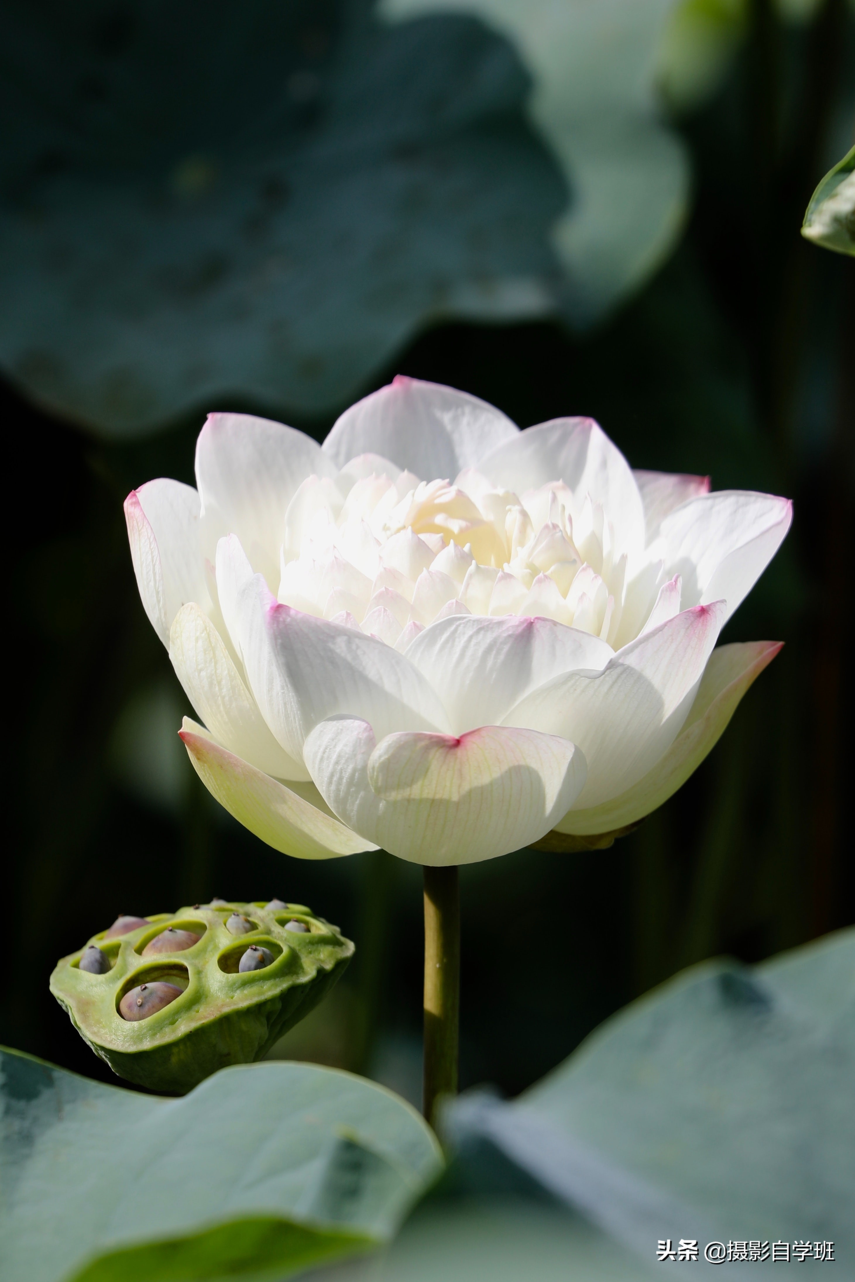 There are 4 styles of lotus photography, learn one lotus photo to be ...