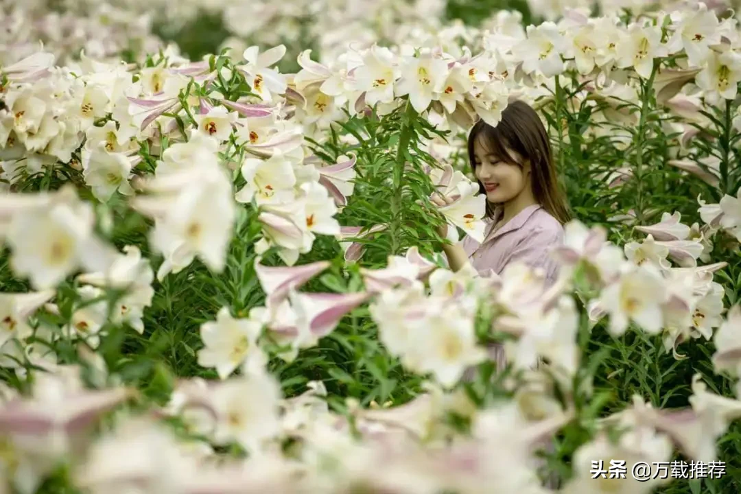 夏花絢爛時 百合花正開 萬載推薦 Mdeditor