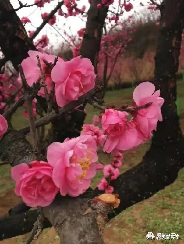 冒着蒙蒙细雨我去兴平湖畔赏梅花 资讯咖