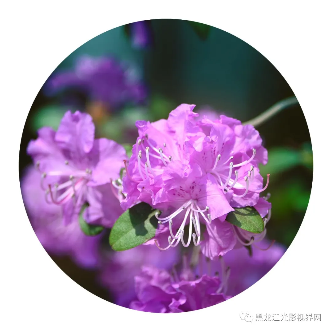 五月的鲜花再次“绽放”,你来了吗?