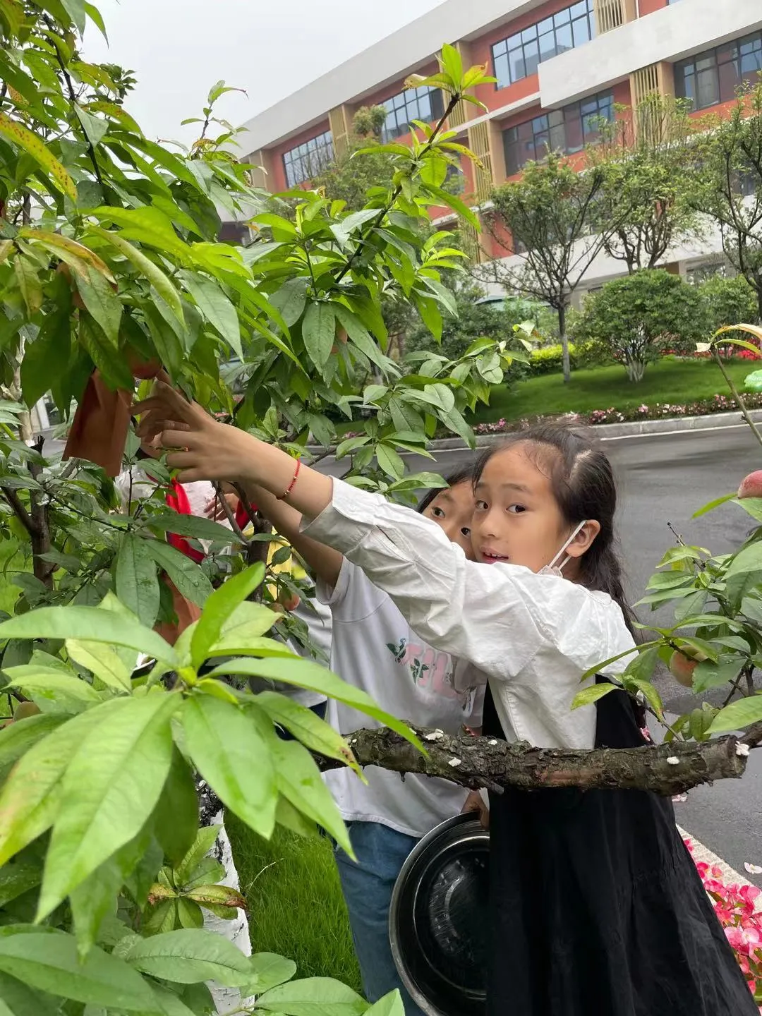 快乐劳动 幸福采摘——双流区实验小学外国语学校劳动课程