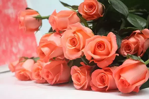 玫瑰花品种大搜集，都是满满的爱！