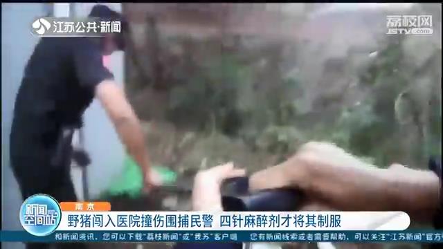 凶猛野猪闯入医院撞伤围捕民警 五小时四针麻醉才制服