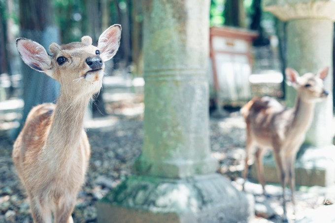How to play in Japan for the first time?  Raiders play dry goods (with recommended routes in Japan)