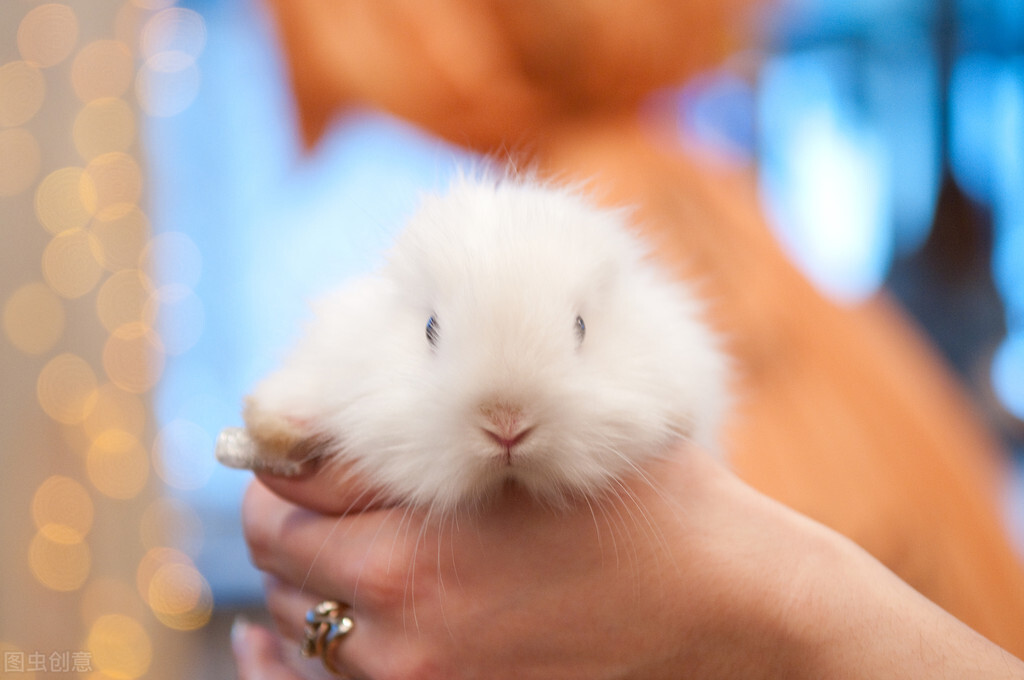 How to judge rabbit constipation iNEWS