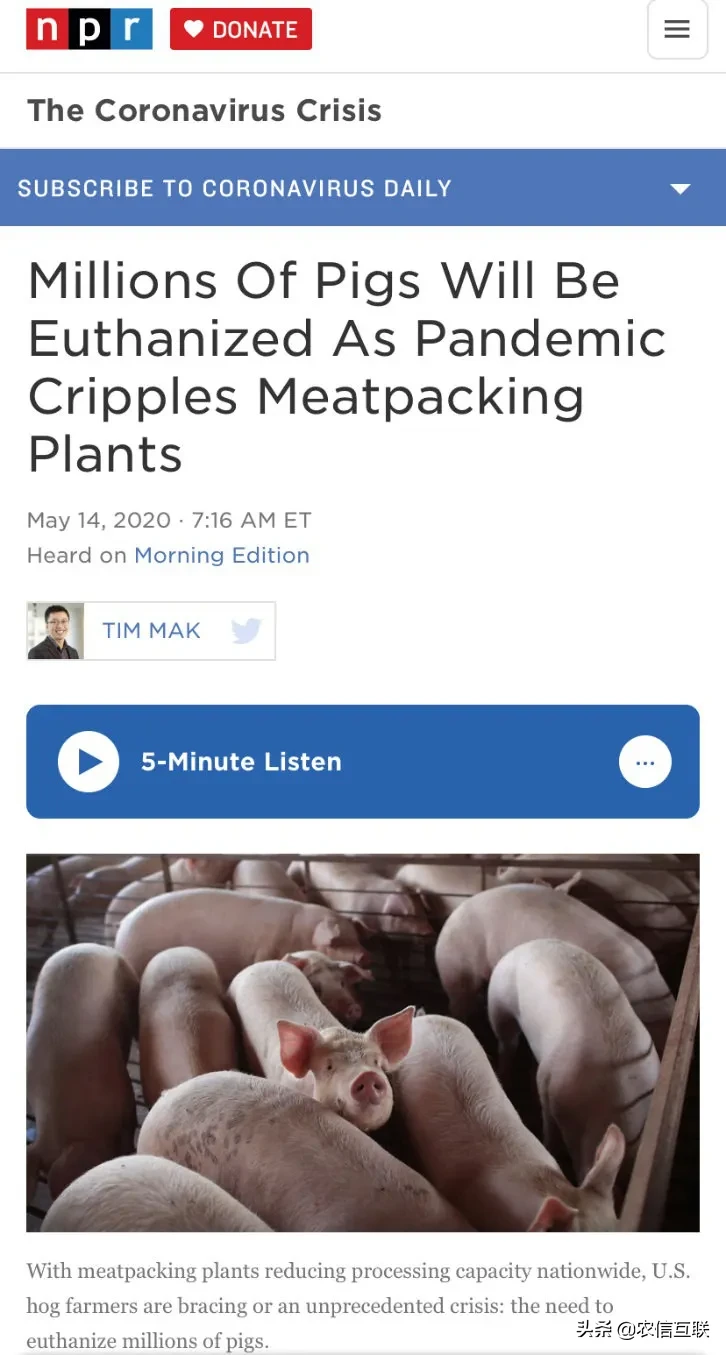 疫情下，美国死猪堆积如山！近40%猪肉产能停摆
