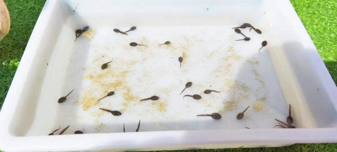 拥抱春天——四川天府新区华阳幼儿园小四班主题活动