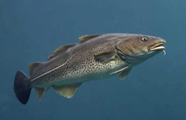 挪威蓝鳕鱼图片