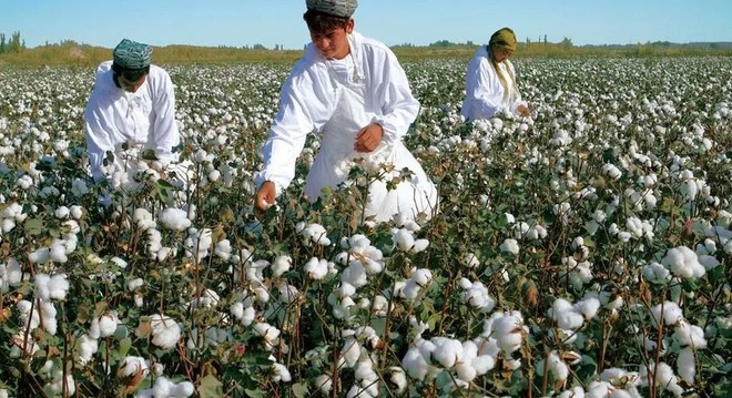 新疆棉事件的真相：表面是棉花问题，背后全是