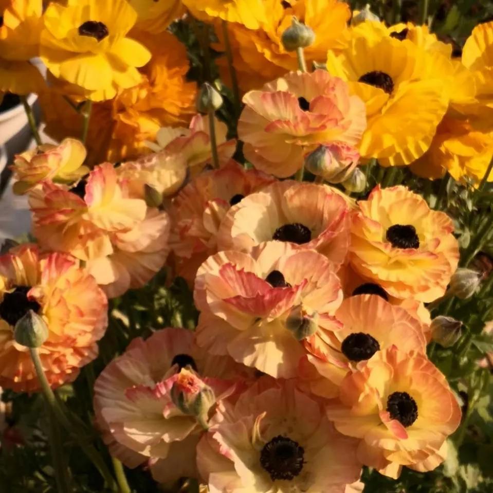 These "unpopular" flowers do not lose to celebrity" flowers, put