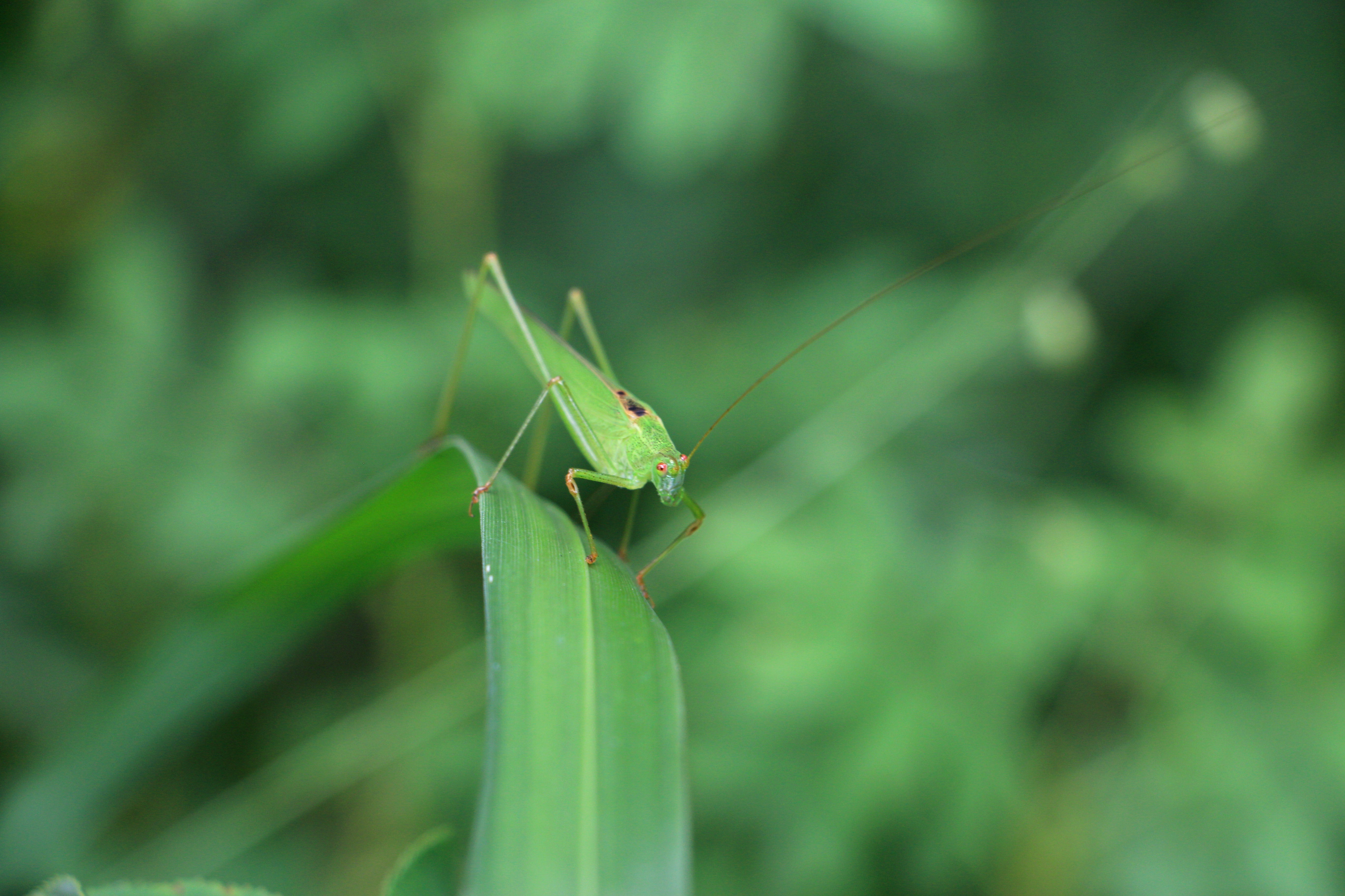 它为什么叫纺织娘?难道它会织布
