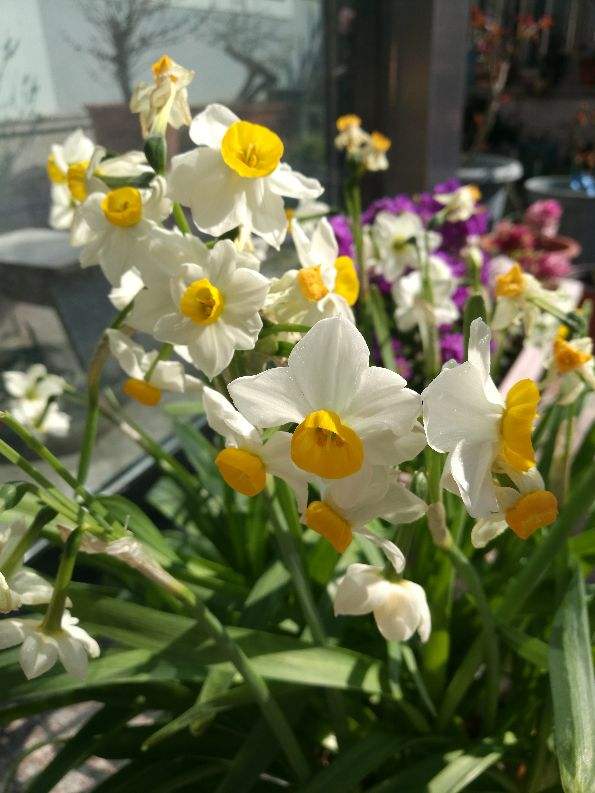 Daffodils only grow leaves but do not bloom, just remember 4 points