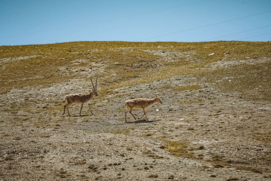 ����ǰ·�����տ���˹��ԭ����