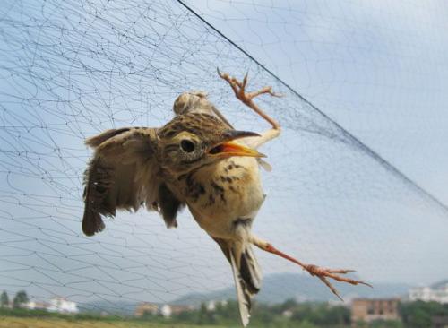 公主岭法院：审理宣判一起非法狩猎案