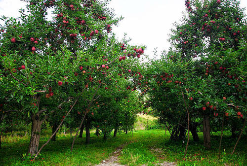 苹果的种植条件、种植技术与管理培植方法