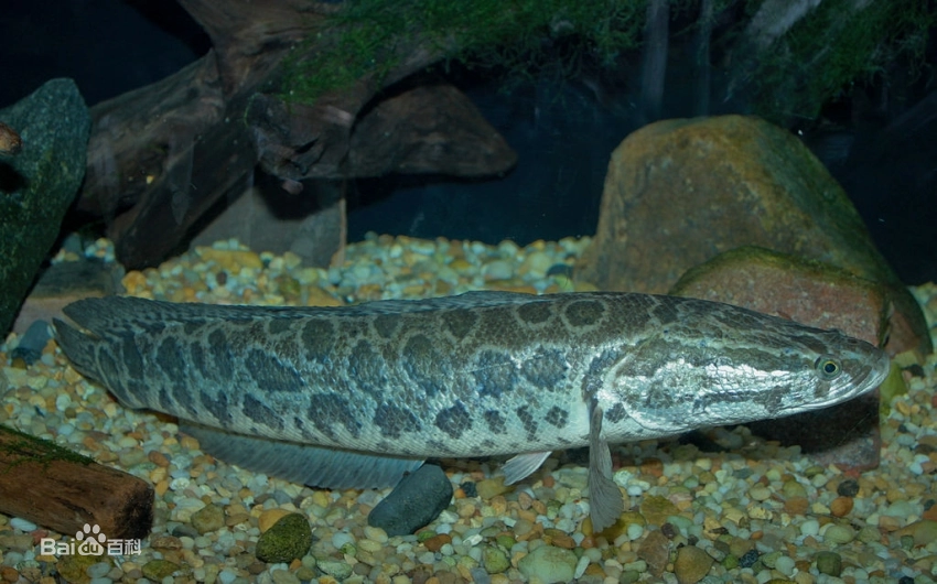 再说常见的淡水鱼乌鳢乌鱼黑鱼生鱼