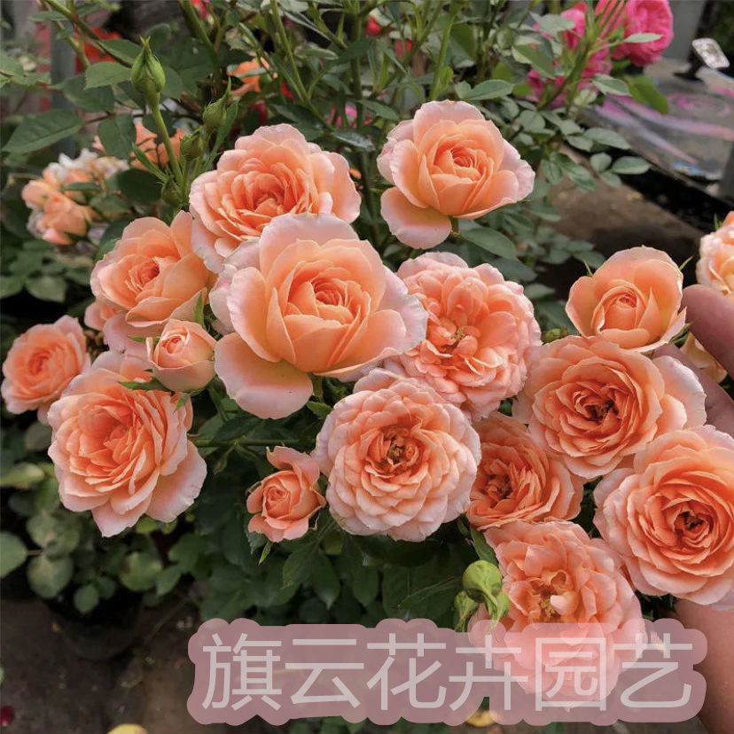 Ten rose varieties with different shapes and colors. There is always ...