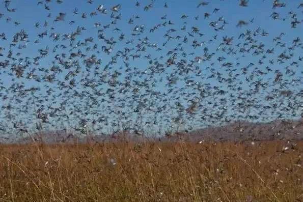 巴铁放弃忍让，连续击落印军战机，印连遭反击