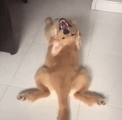 20張搞笑圖片：原來狗狗也可以這麽萌這麽可愛