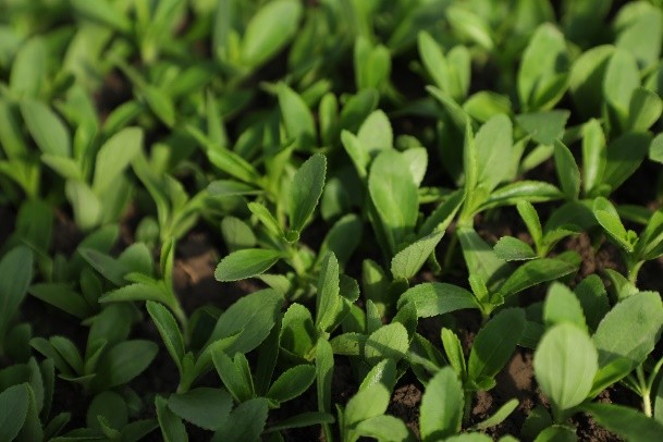 泰莱集团推出甜叶菊可持续种植新计划助力中国乡村振兴战略