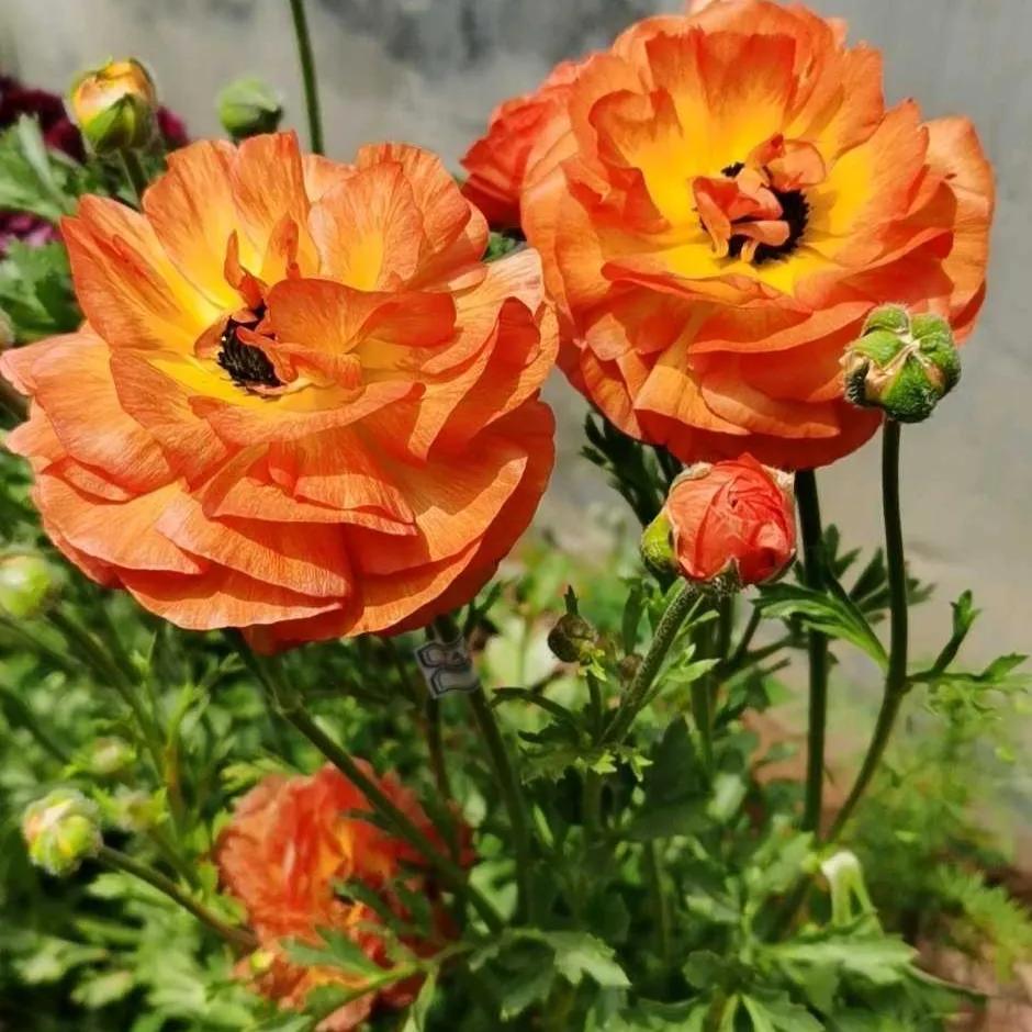 These "unpopular" flowers do not lose to celebrity" flowers, put