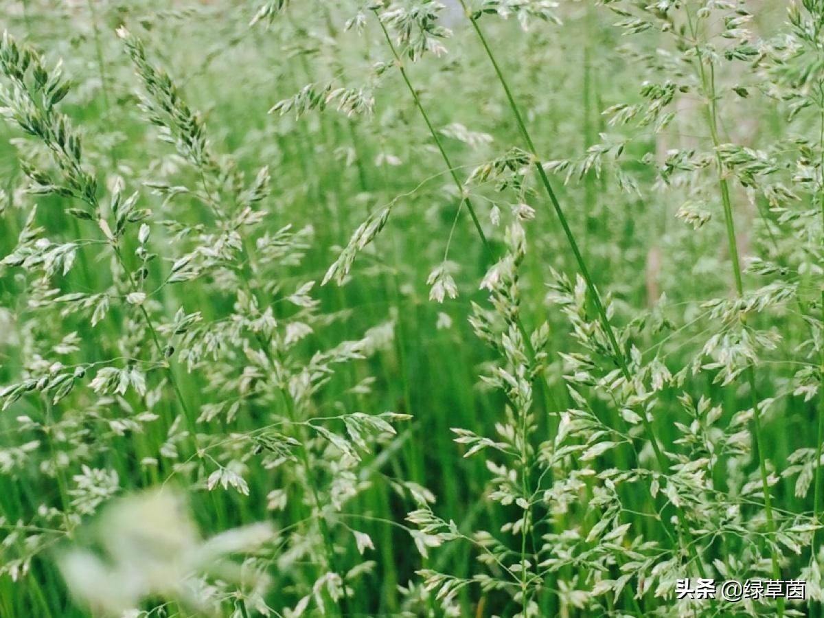 星星草，农村常见“野草”，其实是一种优质牧草，禽畜喜食