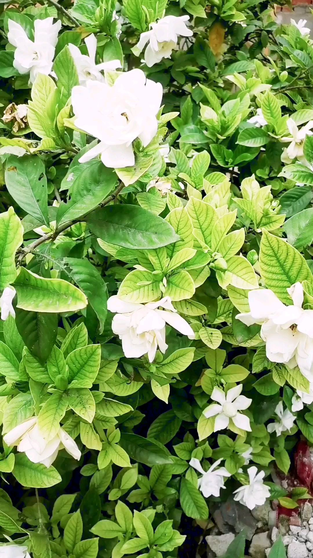 常见植物的配土方式 记住了不吃亏 植物越长越壮 简易百科