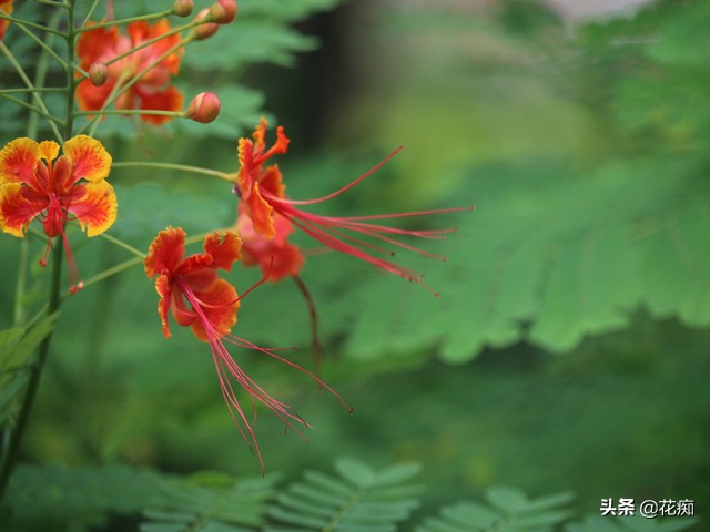 金鳳花 花開猶如金鳳凰 全年花開不斷 種在庭院很合適 花痴 Mdeditor