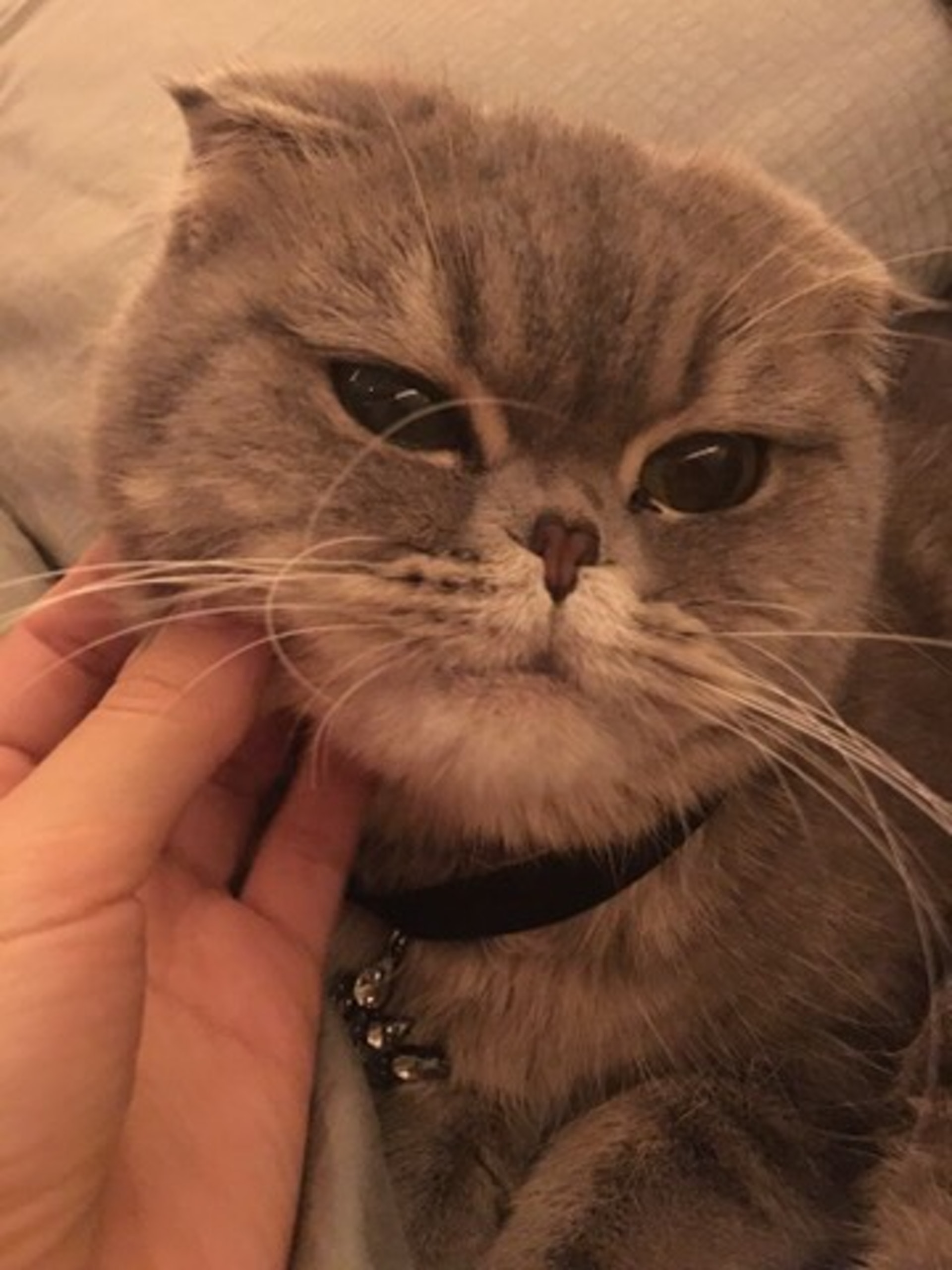 Angelababy上亿豪宅客厅曝光，放巨型猫笼！对猫这么好为何被骂