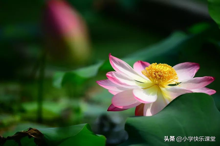 60首描写夏天的经典诗词，让孩子体会古人笔下的夏韵-第1张图片-非凡网