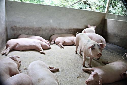 精准饲养，提高猪群的抗体水平，疫情期间猪群的特点