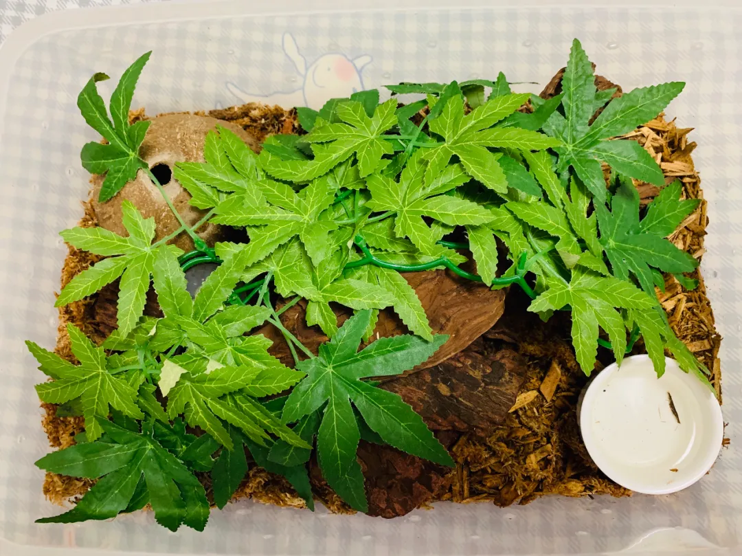 蛇苗不开食 难道只能填?且慢