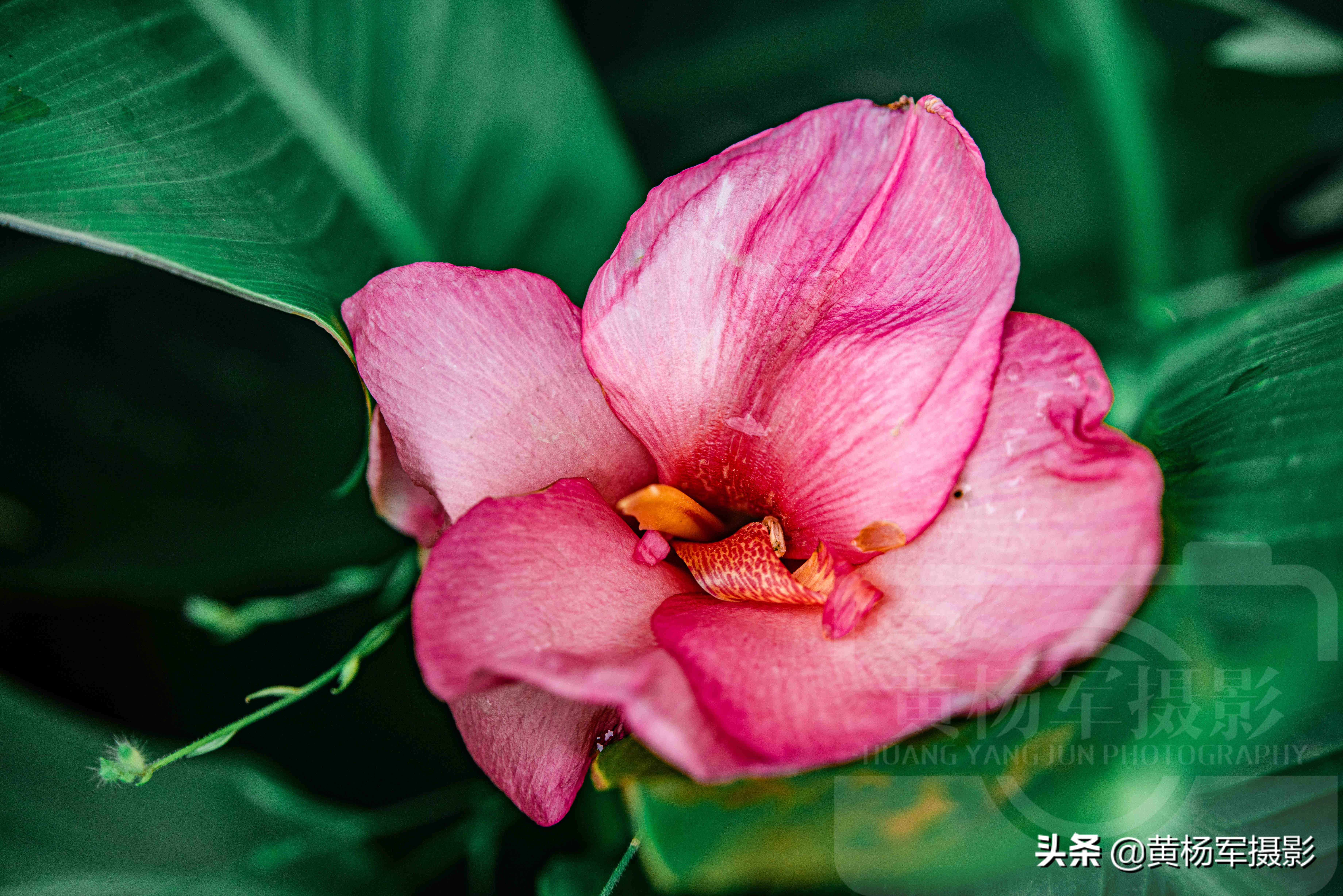 七月红艳怒放的美人蕉 花红叶绿的宿根植物非常熟悉 花开绚烂 黄杨军摄影 Mdeditor