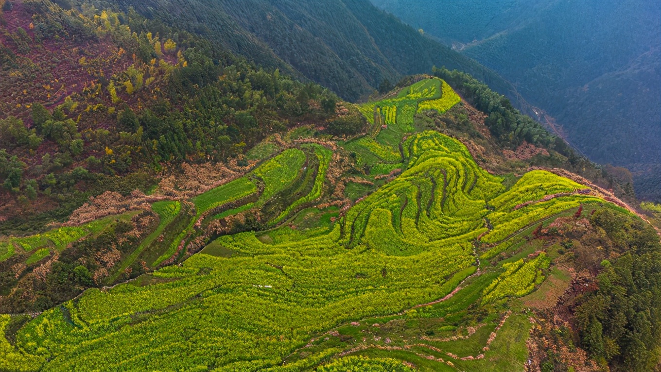 黄山宁县严池村梯田油菜花图片大全