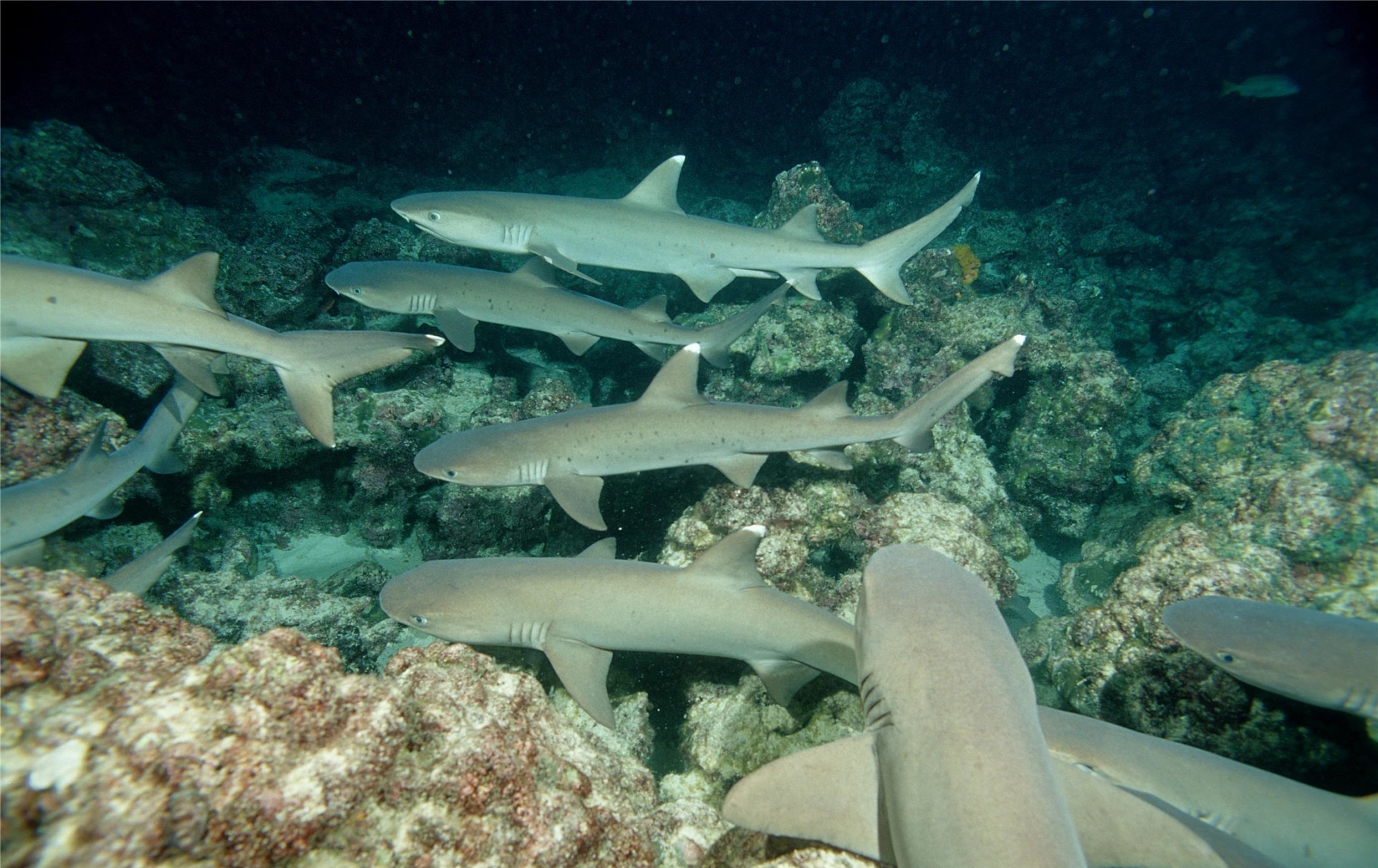 白鳍鲨 库存照片. 图片 包括有 极大, 唯一, 通配, 游泳, 奇迹, 珊瑚, 异乎寻常, 水下, 自由 - 190578258