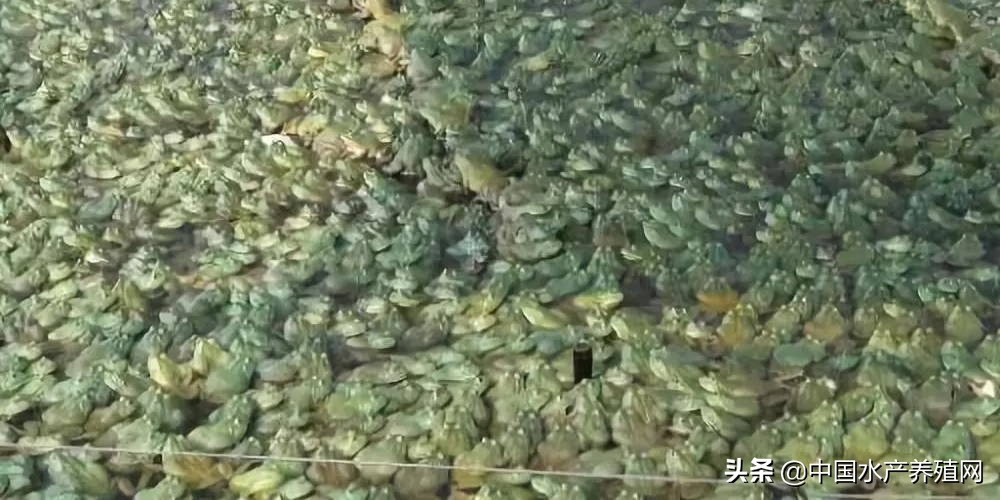 市场生意总体不好，牛蛙价格弱势稳定！江西湖