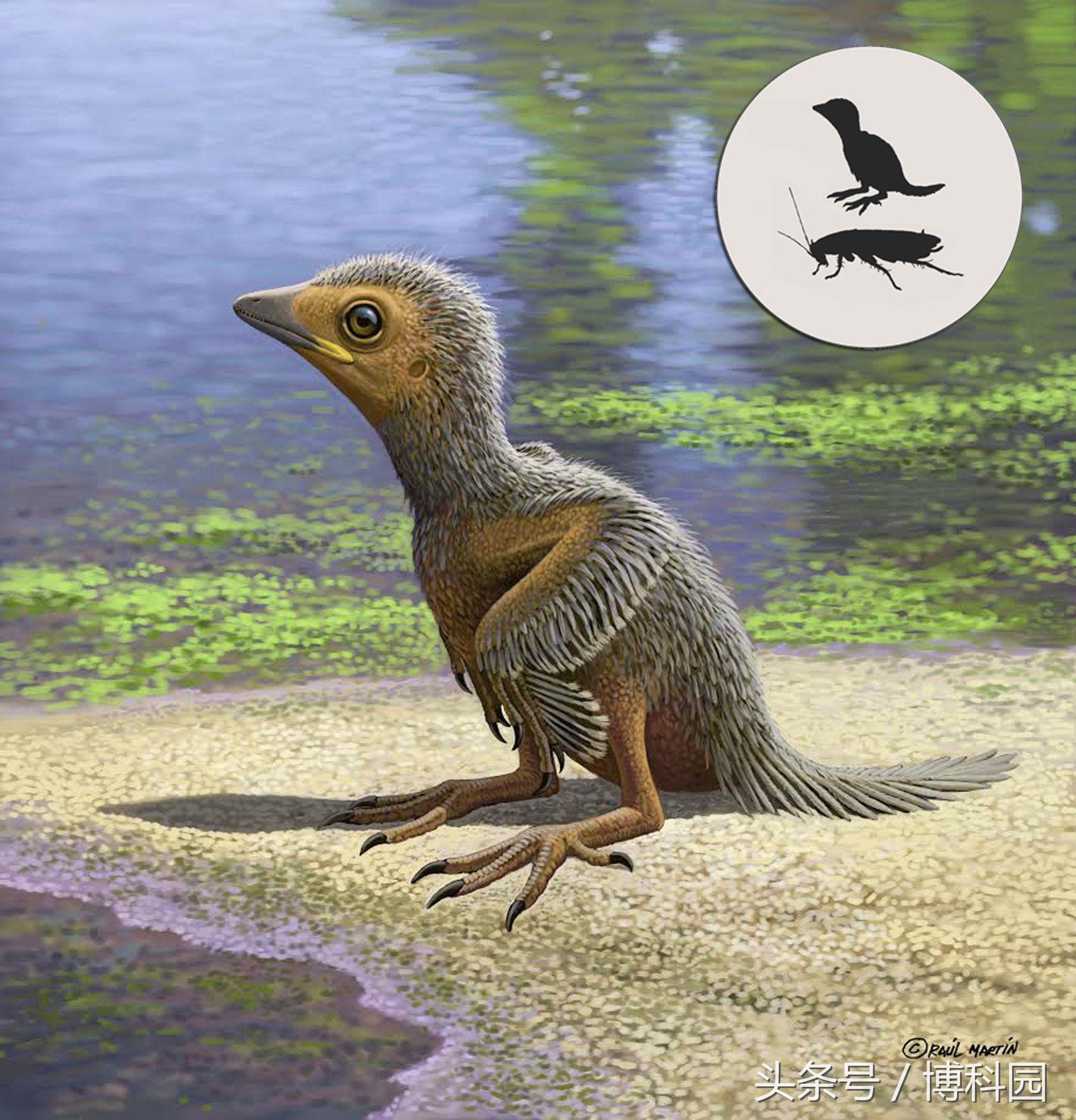 1.27亿年前的幼鸟化石揭示了禽类进化过程