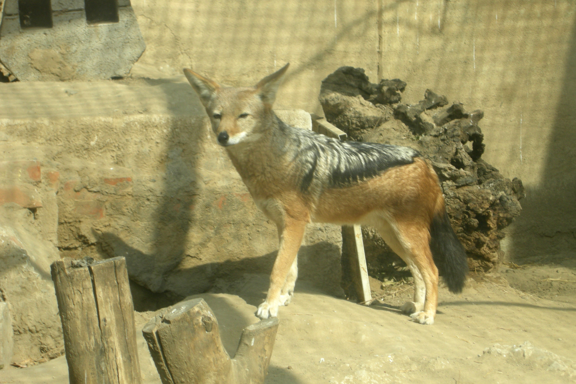 北京动物园的珍稀动物，你见过几个？