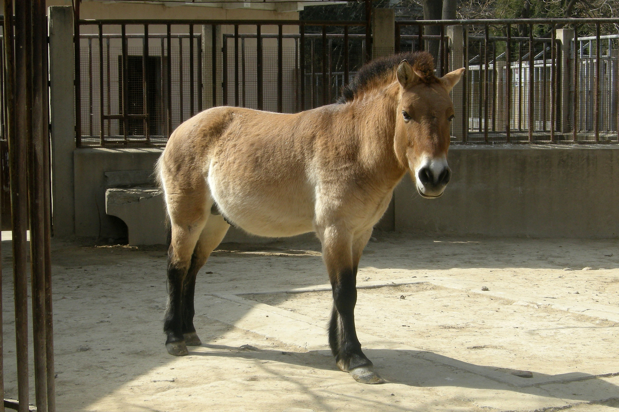 北京动物园的珍贵动物，你了解多少？