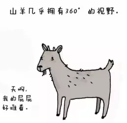 猪看不到天空,蜗牛的眼睛剪掉后能再长-第3张图片-大千世界 猪看不到天空,蜗牛的眼睛剪掉后能再长-第3张图片-大千世界