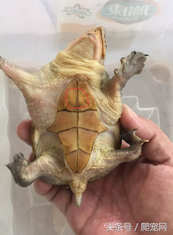 乌龟腐甲了怎么办?小编教你如何治!