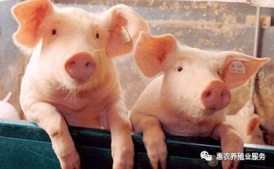 2020.05.20全国猪价上涨，内含玉米，豆粕价格