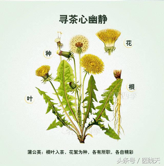 蒲公英结构图及名称图片