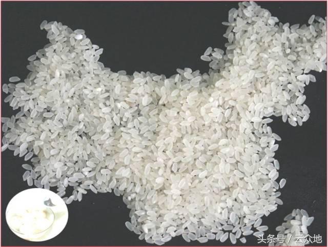 水稻种植想高产，水稻的生育栽培基础您了解多少？