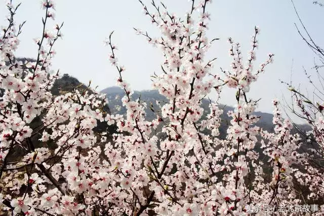 无法形容的美！清明假期北京周边20处踏青圣地！