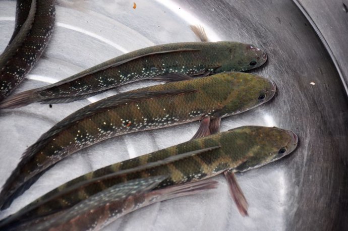 位于龙川江边上的柱状节理公园很值得一看,这个景点其实和黑鱼河公园