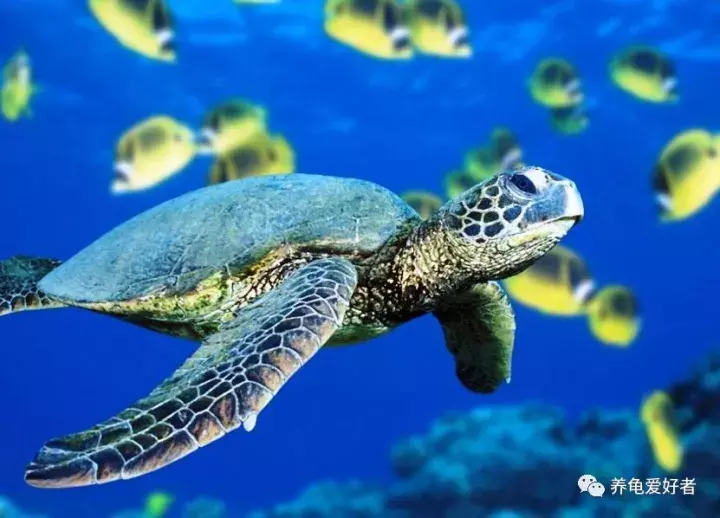 带你认识真正的“龟息大法”