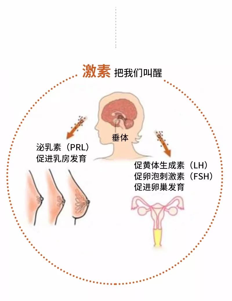 16岁到18岁少女的乳房是什么样子，乳房发育全过程