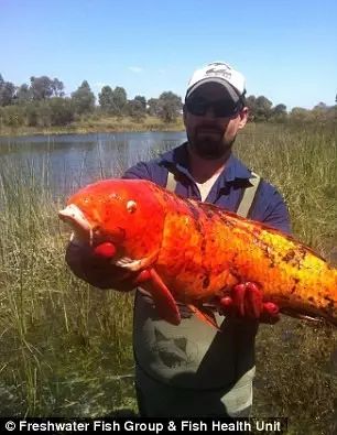 世界最大的蟑螂……可以当！宠！物！养蟑螂星人了解一下……